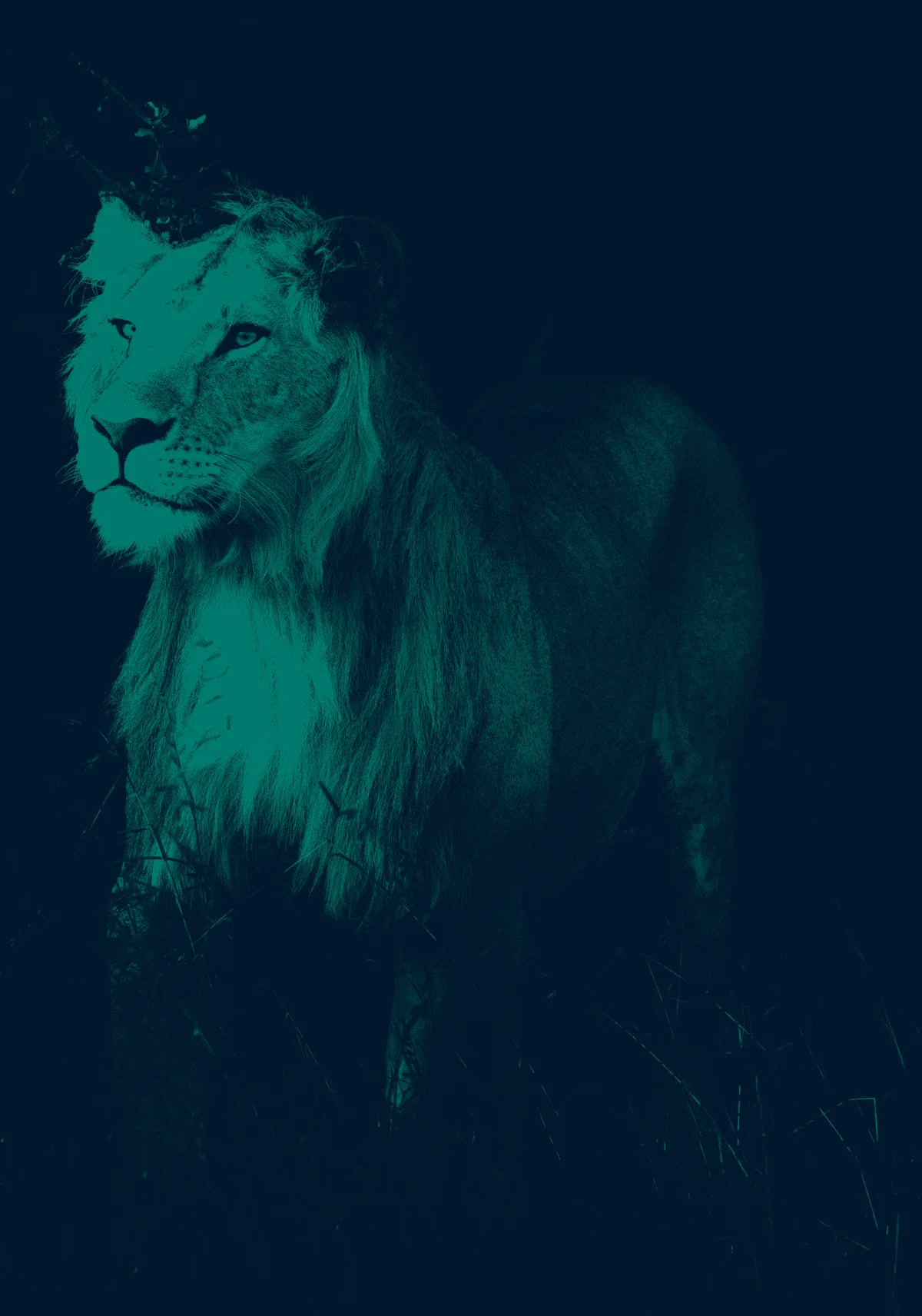 Lion